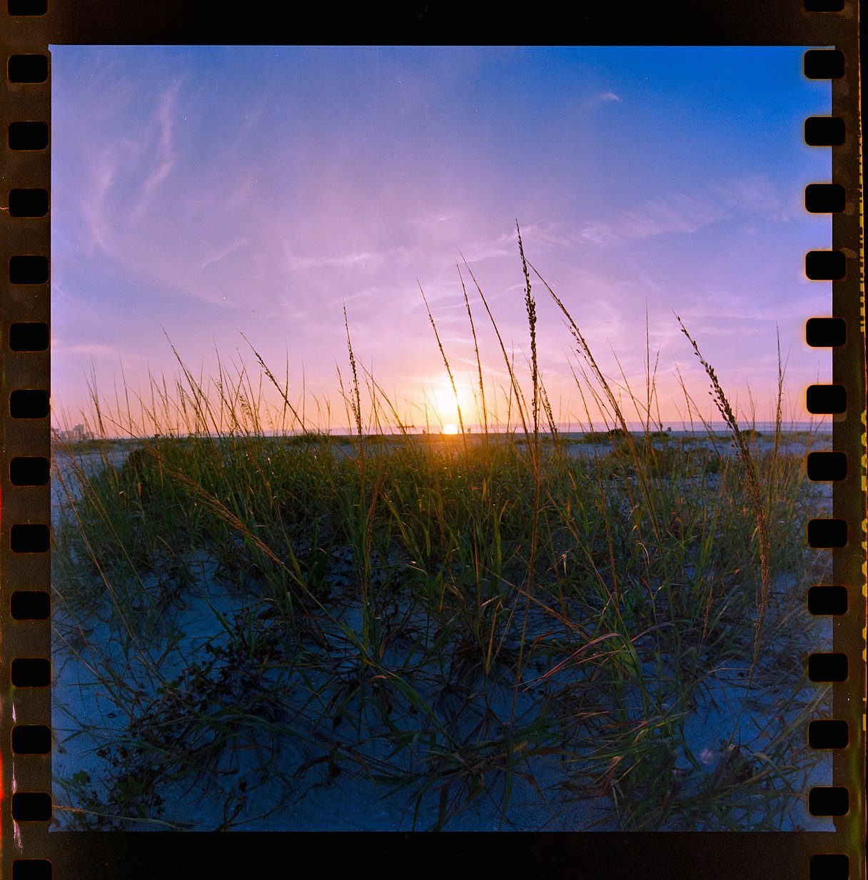 Sea oats on a Gulf dune at sunset, on a strip of film